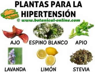 hipertension-plantas-remedios.jpg