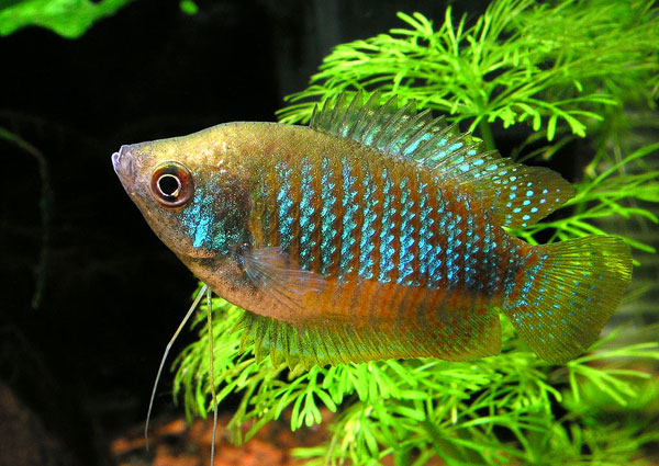 gourami_nain_02.jpg