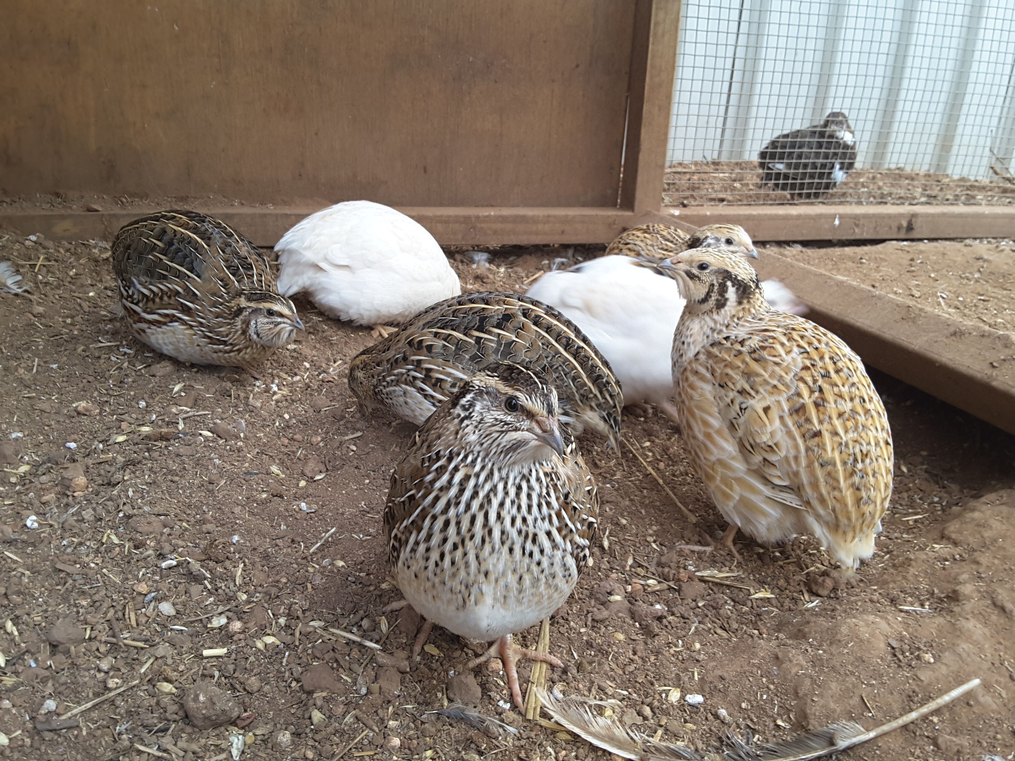 Quail When You Can T Have Chickens Steemit