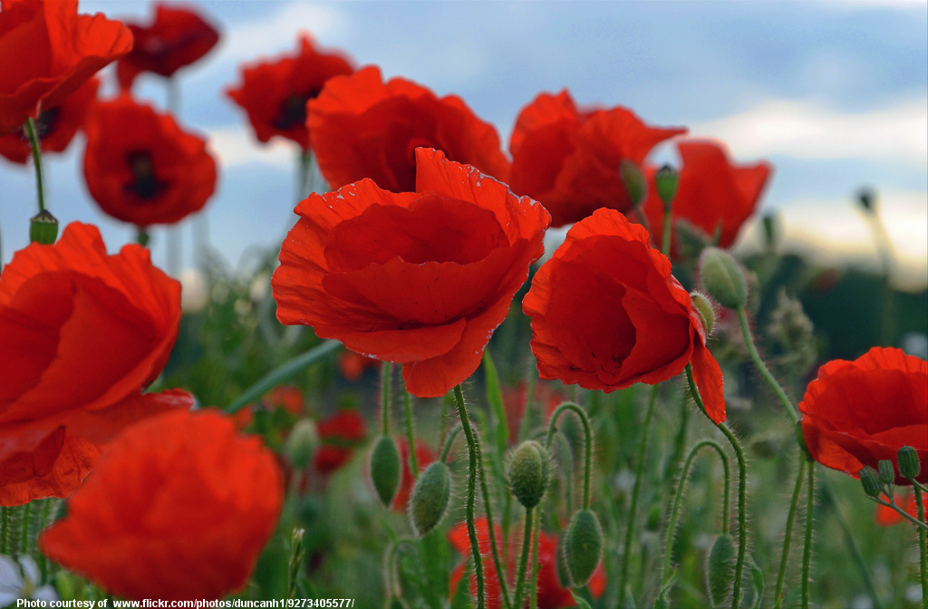 RedPoppies-001-040217.jpg