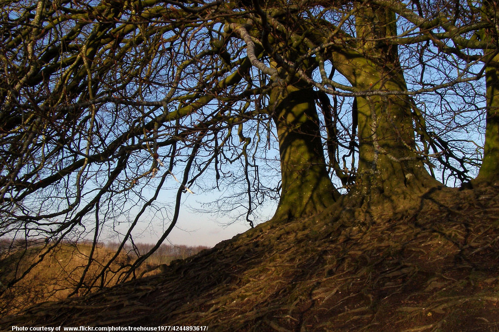 WinterTreesInHillside-010118.jpg