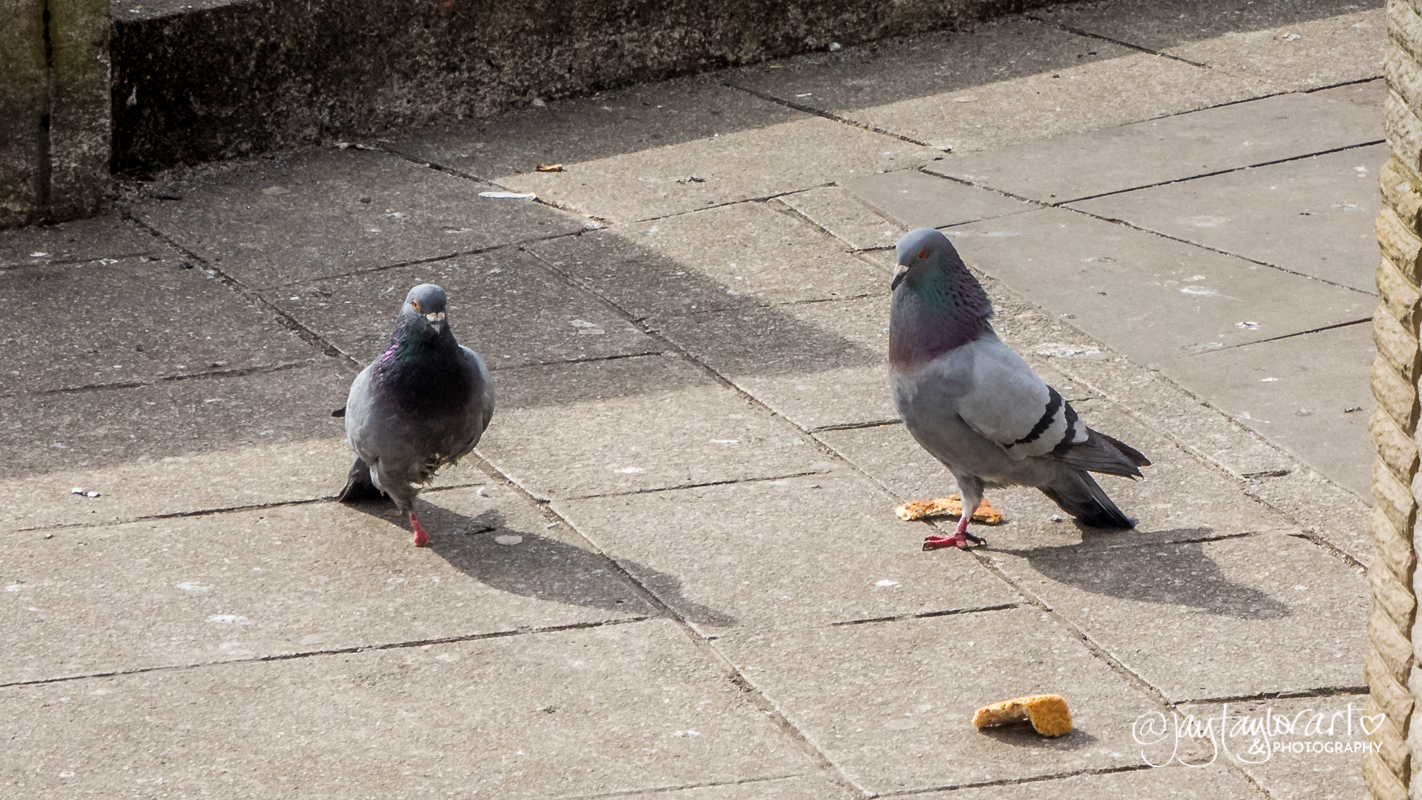 city-pigeons.jpg