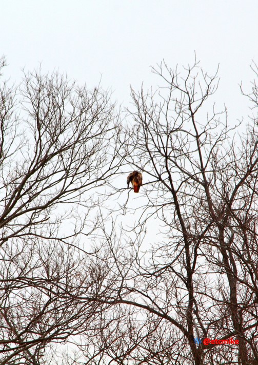 red-tailed red tailed hawk PFW19-23sun.JPG