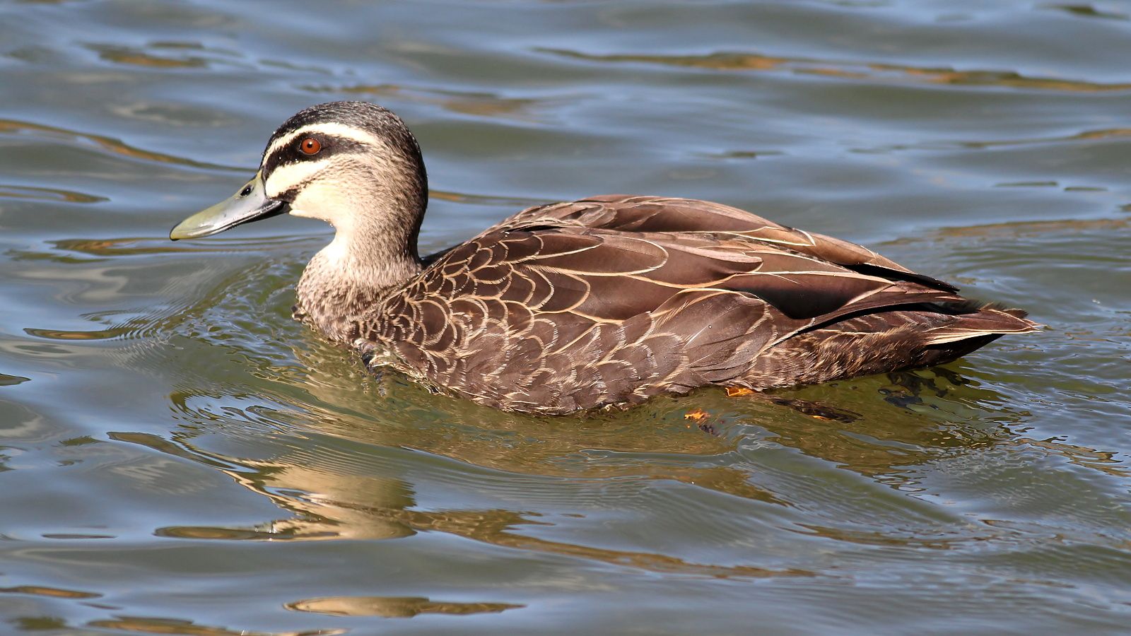 Pacific Black Duck 3.jpg