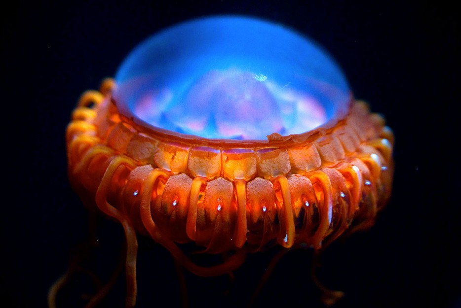 attola jellyfish.jpg
