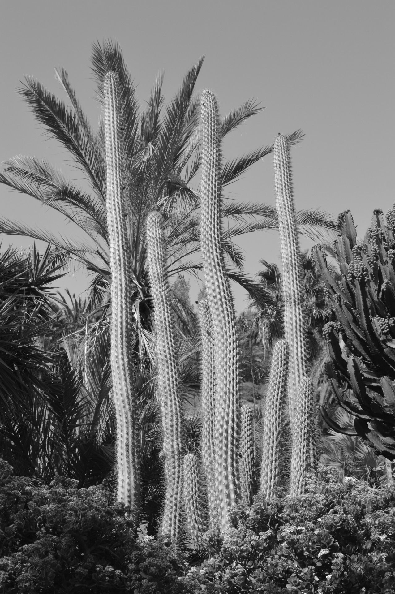 114764045056 - land of the giant cacti pt2_6.jpg