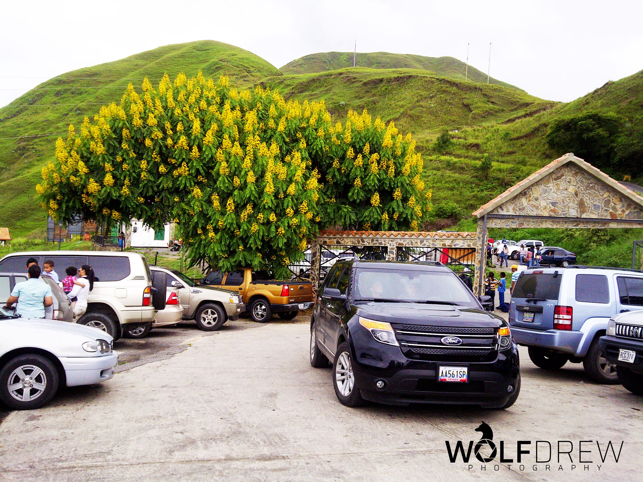 Arbol Amarillo Colonia Tovar.jpg