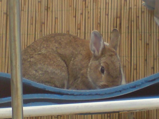 Hase-Racker-001.JPG