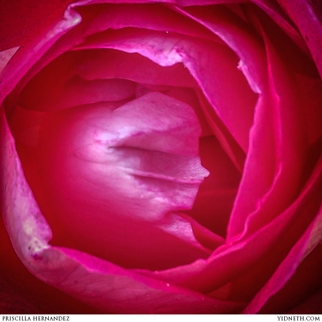rose by Priscilla Hernandez.jpg