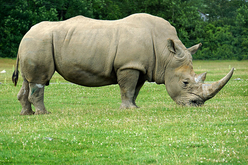 ONTARIO-00474_-_White_Rhinoceros_(14656569090).jpg