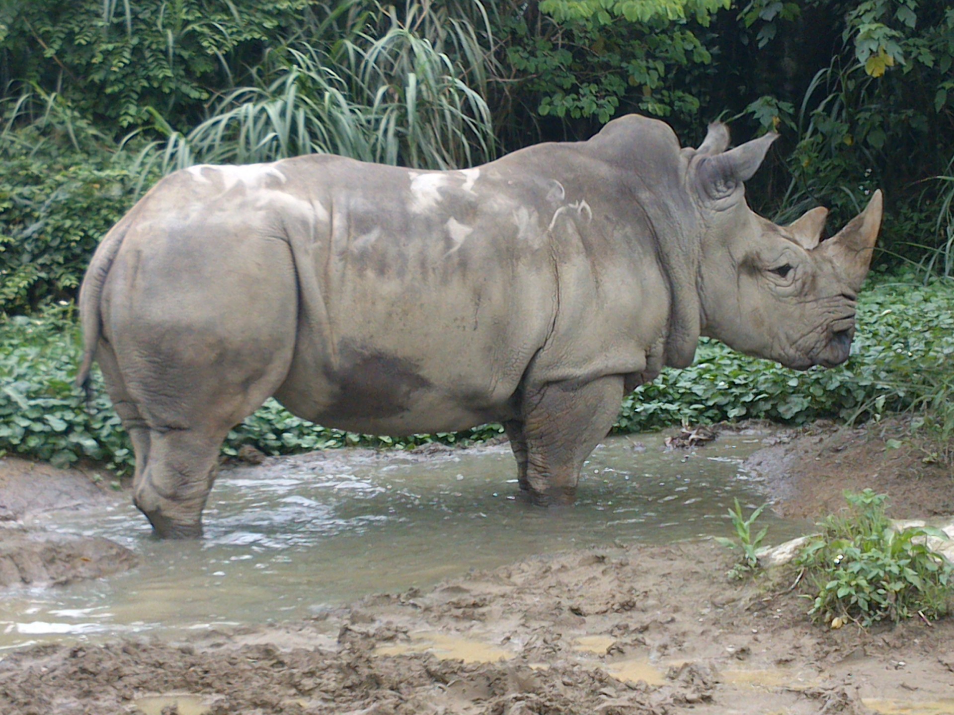 white rhino 1.jpg