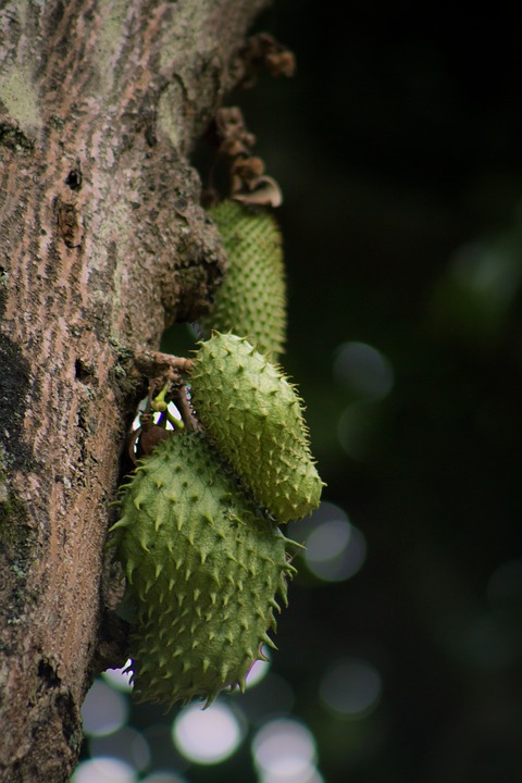 Guanabana.jpg