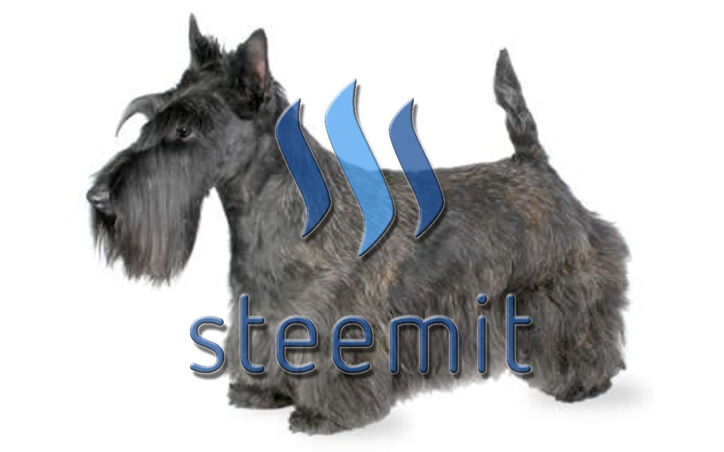 steemit.jpg