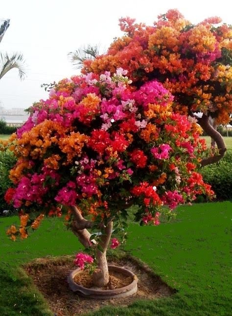 3cf1cd16795c7a3f76af96a8bfc7c7e6--bougainvillea-tree-flowers-garden.jpg