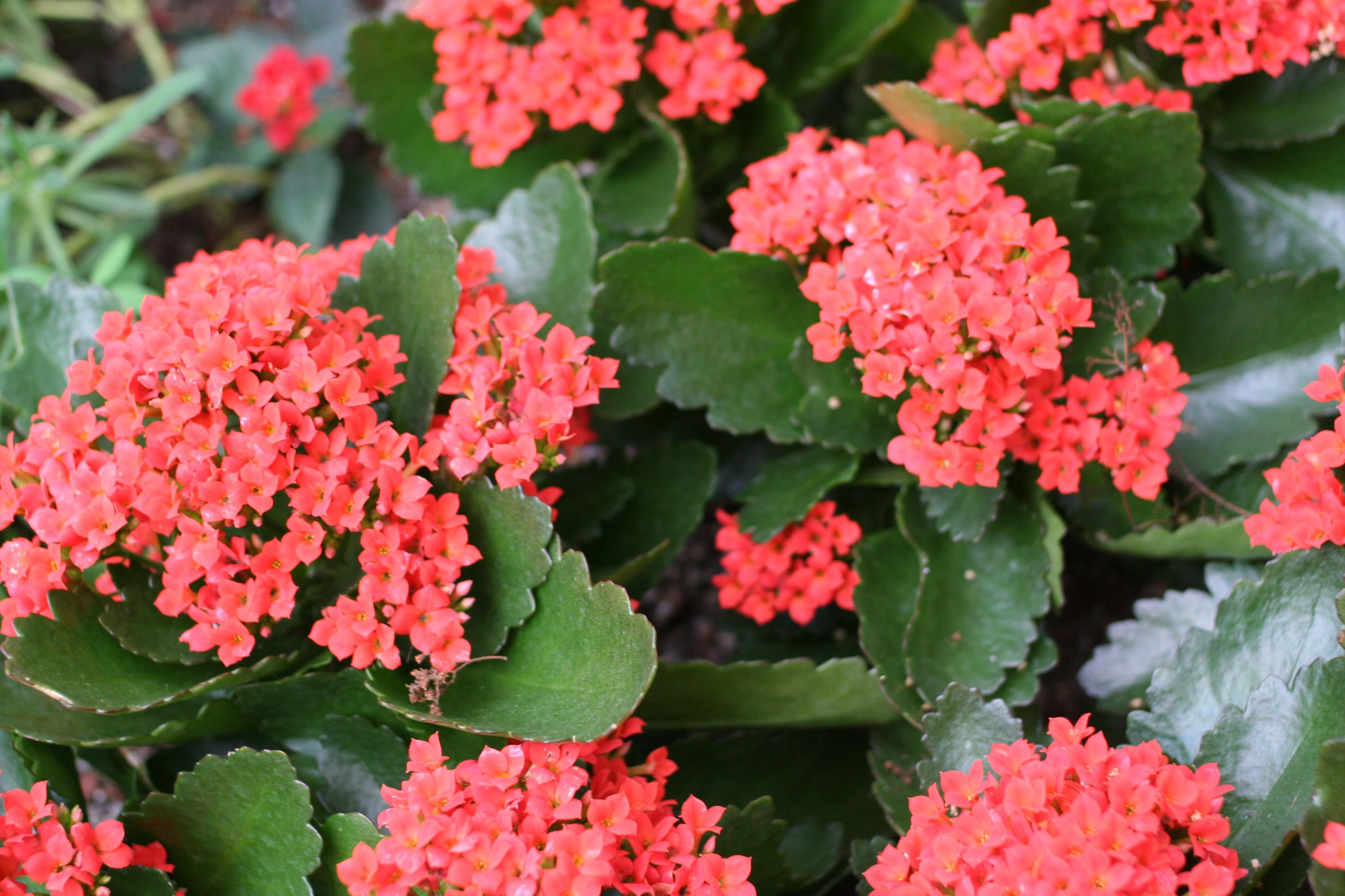 Kalanchoe-blossfeldiana-JaKMPM.jpg