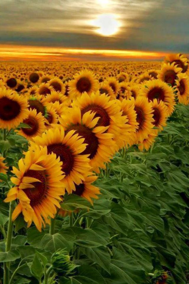d9219964e38fb31410b19666879b622a--field-of-sunflowers-sunflower-fields.jpg