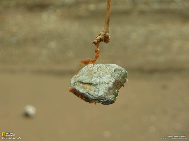 ant-biting-branch-and-holding-onto-lifting-rock.jpg