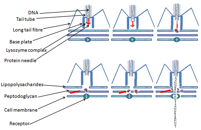 Phage_injection.png