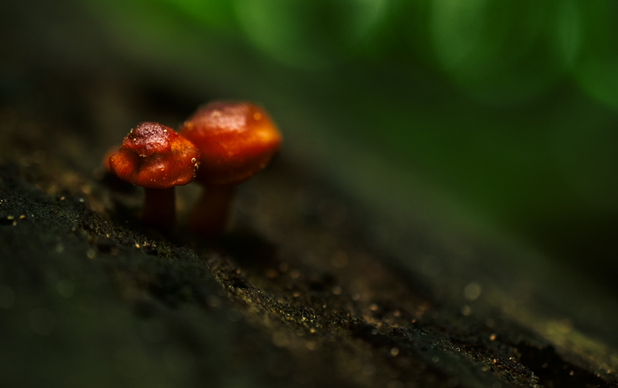 Vibrant Mushroom in a Dark Forest.jpg