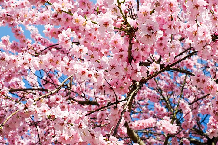 japanese-cherry-trees-3063992__480.jpg