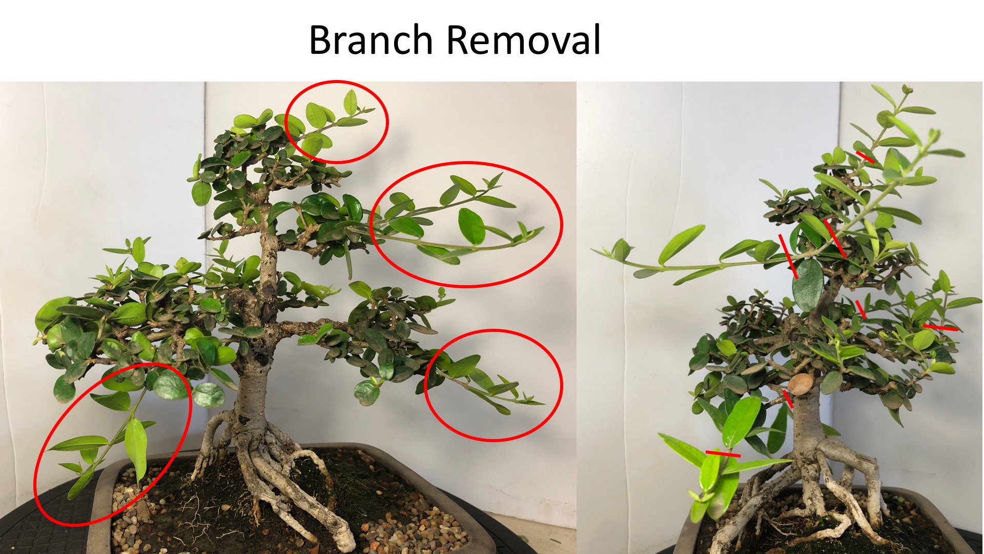 How to use regular trimming to create great bonsai trees