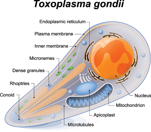 toxoplasma.jpg