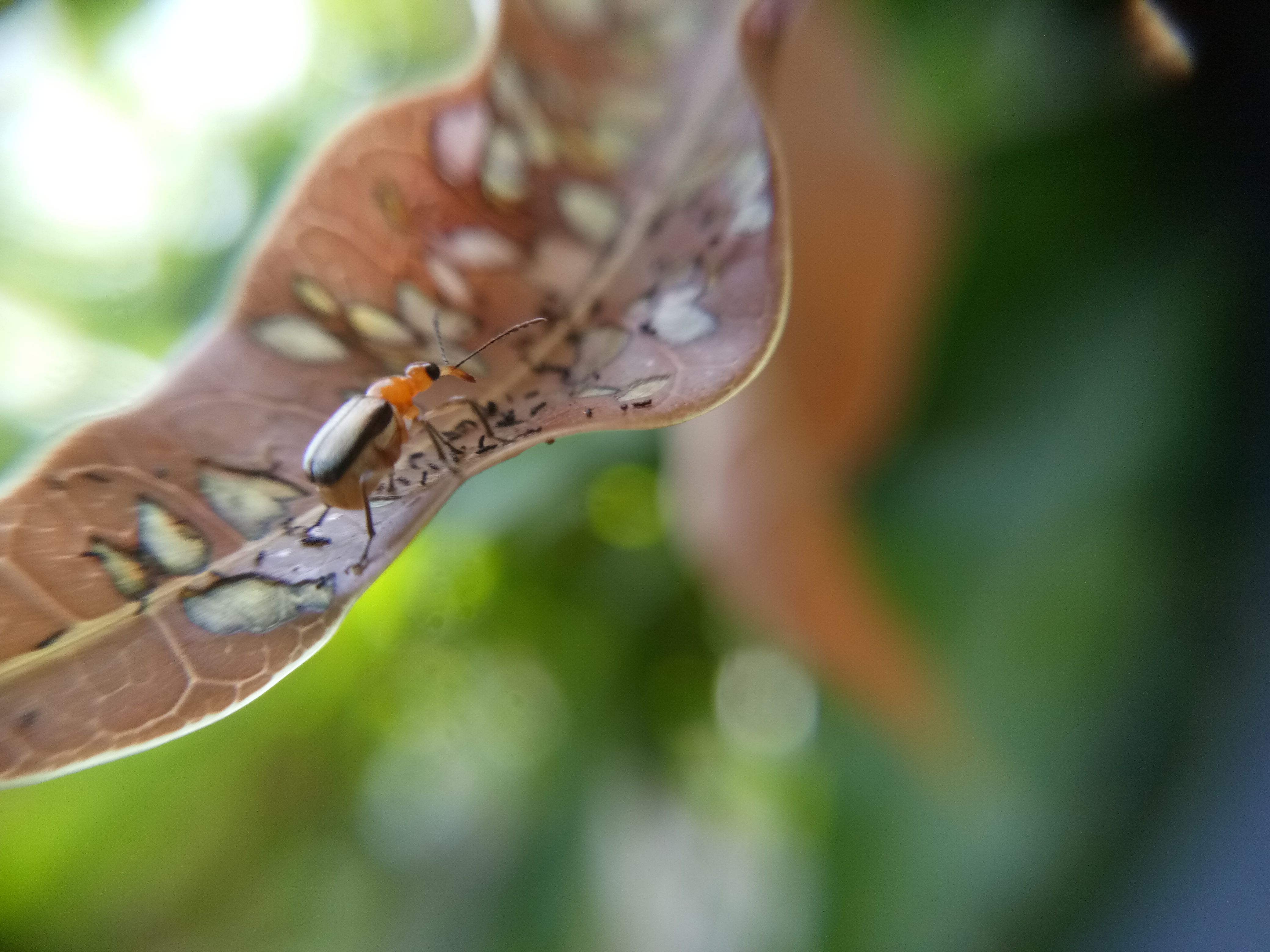 Kumbang Daun (Leaf Beetle) Macro Photography — Steemit