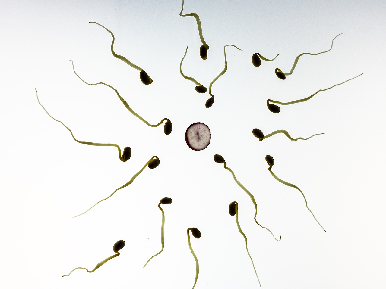 sperm-956480_1280.jpg