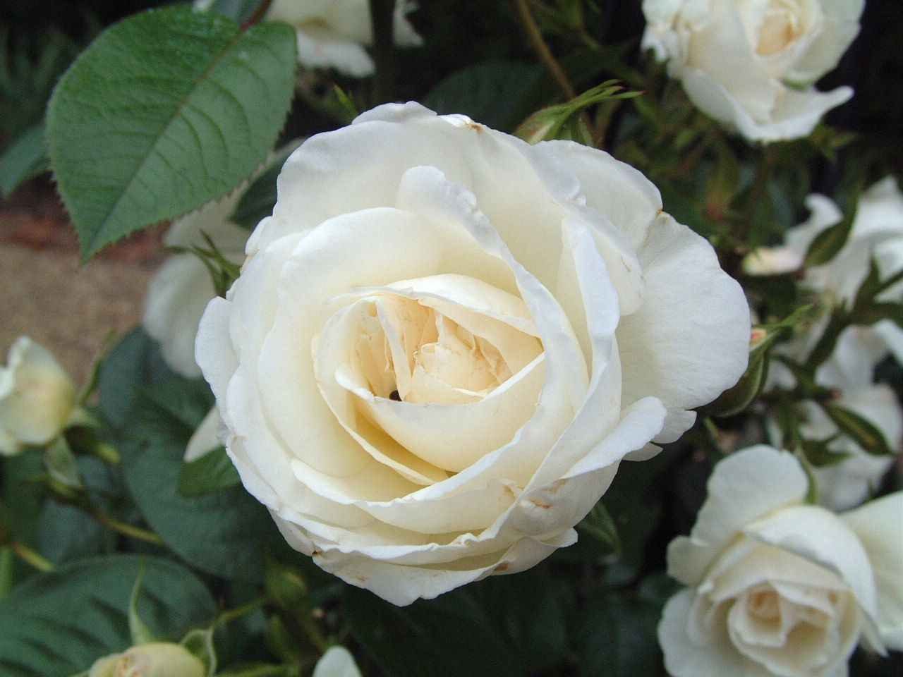 rosa blanca.jpg