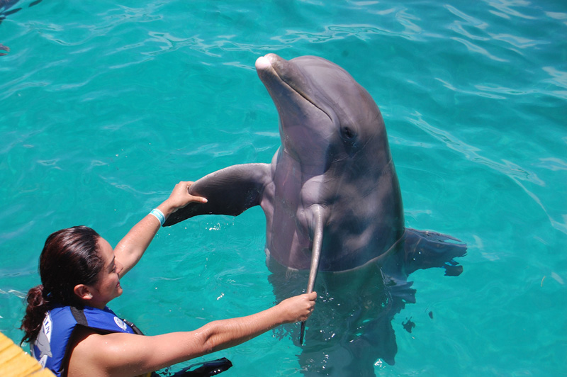 A dolphin can перевод на русский. Дельфины совокупляются. Человек спаривается с дельфином. Соитие дельфинов. Дельфины совокупляются с человеком.