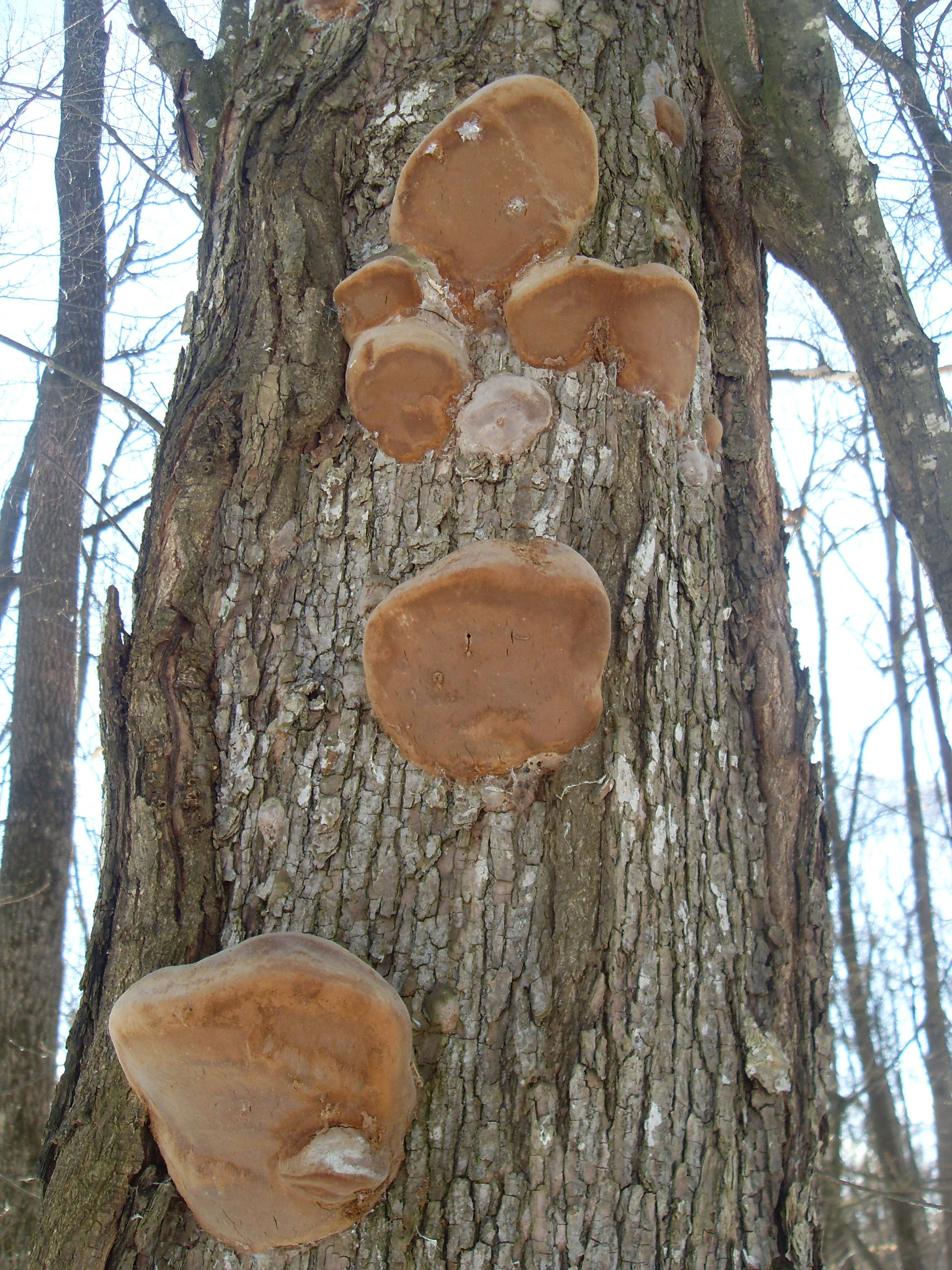 SDC12683.JPG