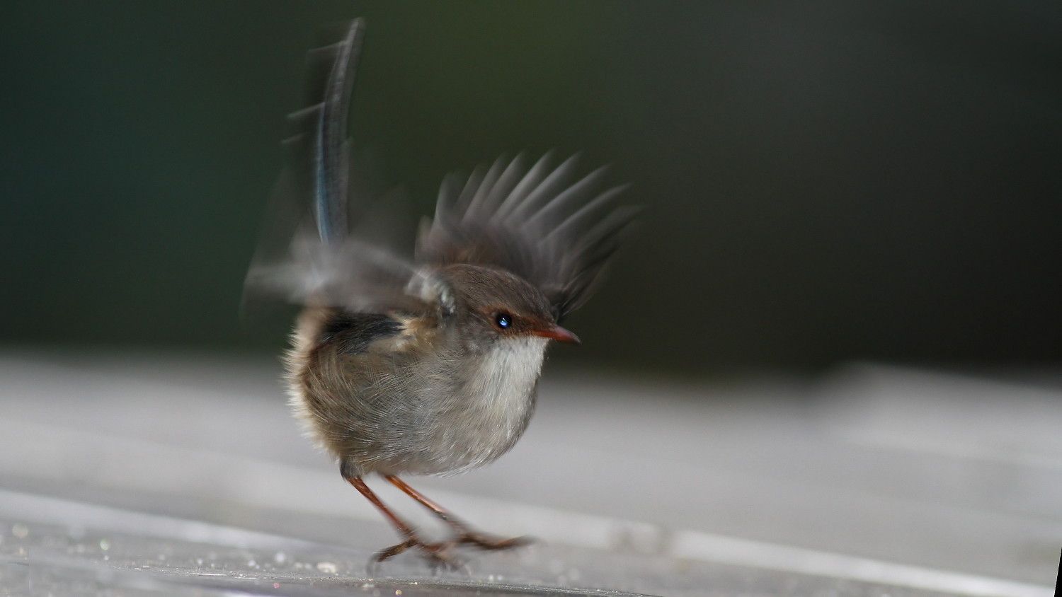 Superb Fairywren 2018-04-25 n5.jpg