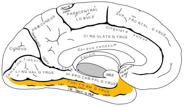 640px-Gray727_fusiform_gyrus.png
