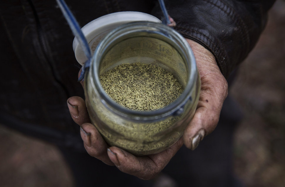 kevin frayer getty images bee pollen.jpeg