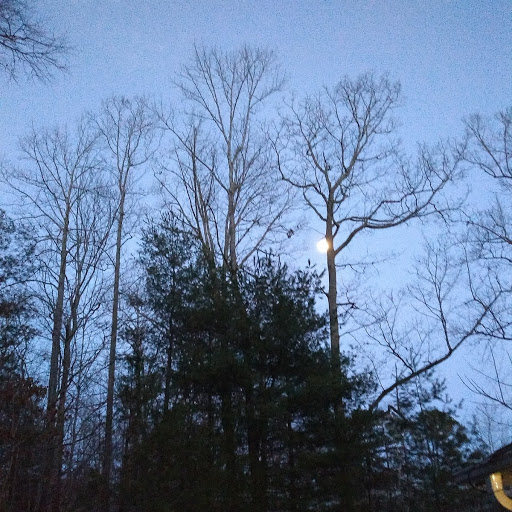 Carolina moon hiding behind tree.jpg