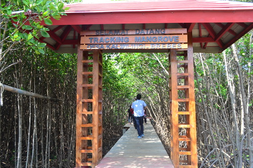 1-mangrove-trekking.jpg