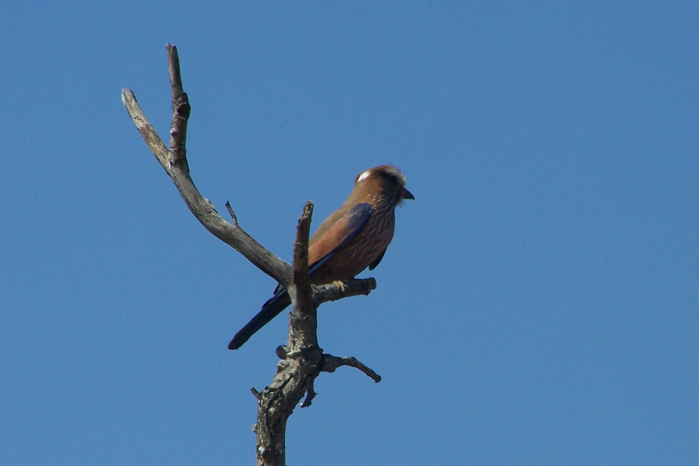 KNP Satara-Lower Sabi 2009 267.JPG