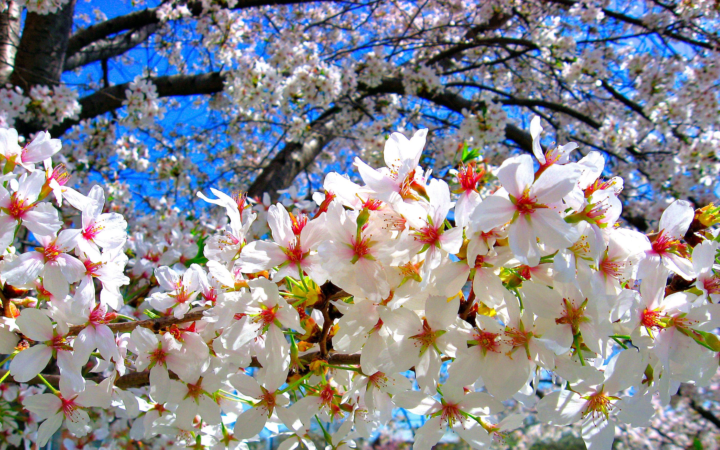 Cherry_blossoms_tree wikimedia.jpg
