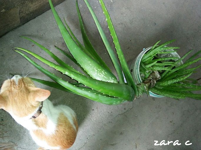 Gardening Scenes 1 Transferring An Overgrown Aloe Vera Plant To