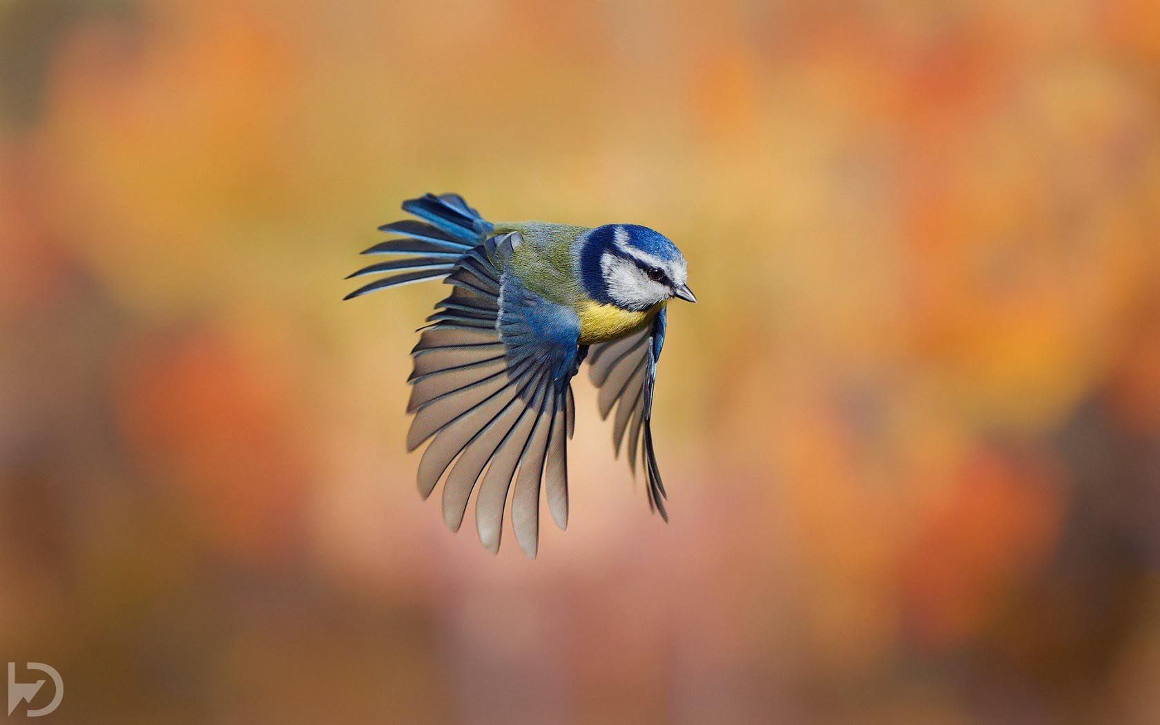 Bird-Wallpaper-3G-1-1.jpg