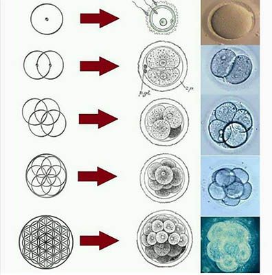 mitosis_Innerhacking.jpg