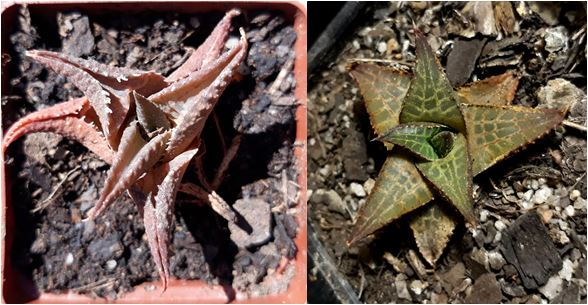 haworthia tesselata.JPG