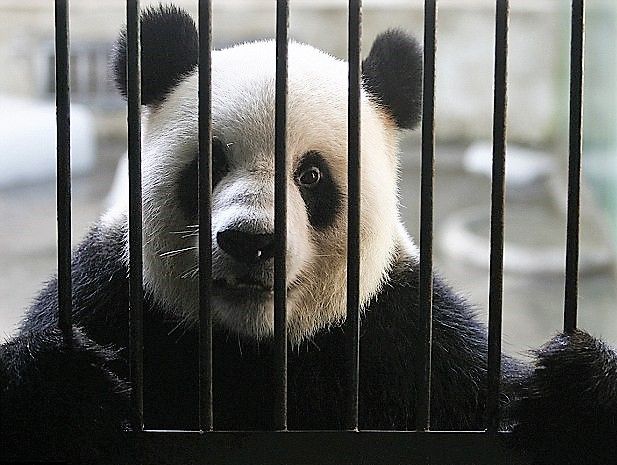 Jailed Panda.jpg