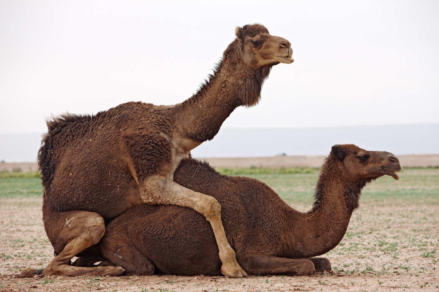 04-camel-sex-42-38845629.w710.h473.2x.jpg