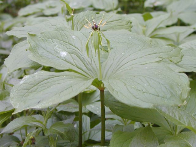 Herb Paris in Flower.jpg