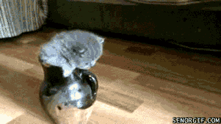 ezgif.com-gif-maker.gif
