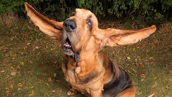 Longest-ears-on-a-dog-ever-Tigger_tcm25-436248.jpg