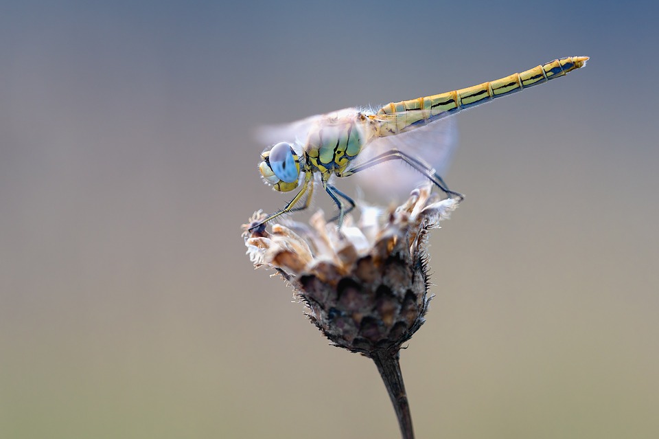 early-heath-dragonfly.jpg