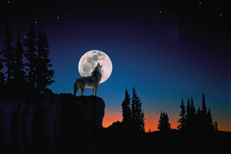 Image result for wolves howling at moon