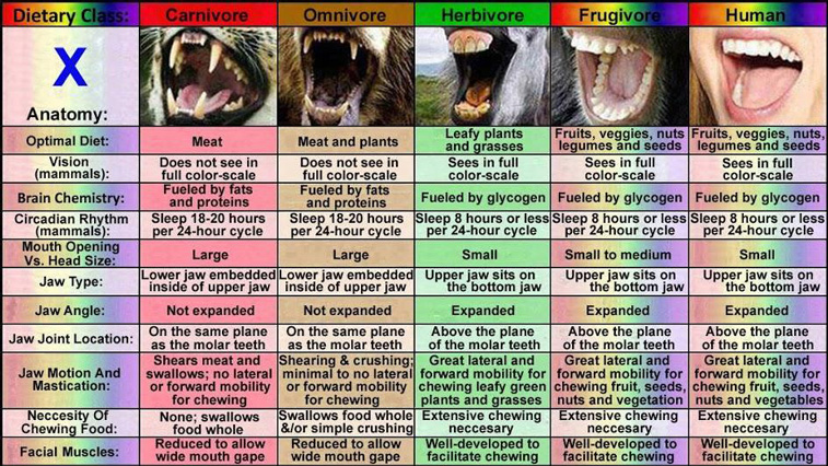 Humans Are Herbivores Chart